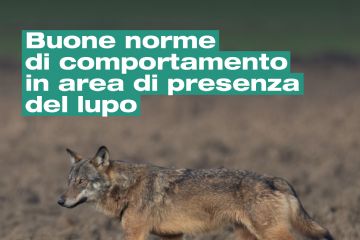 Avvistamenti di lupo: informazioni utili e norme di comportamento